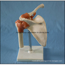 Modelo analógico anatômico de articulação do ombro à esquerda com ligamento